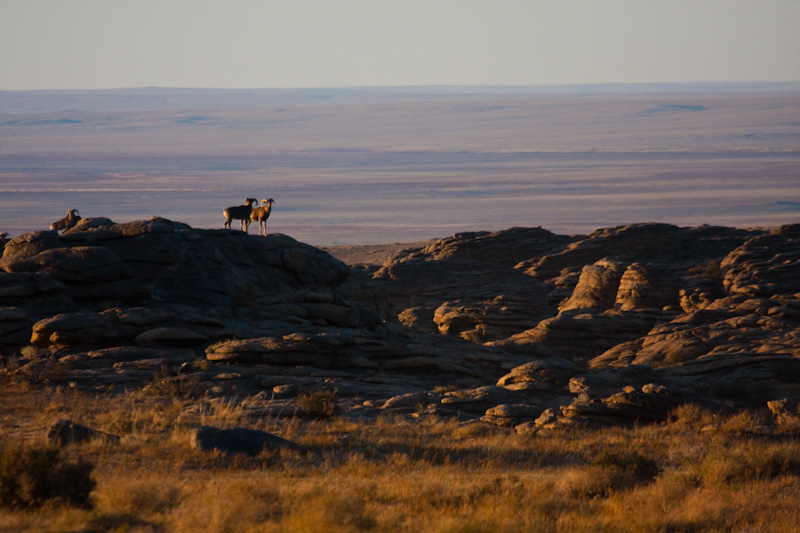 Argali Herd